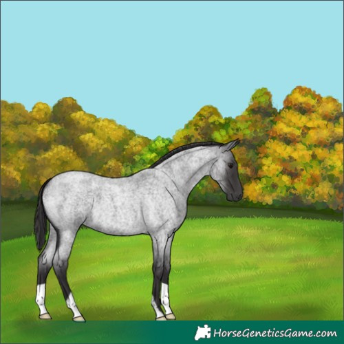 Horse Color:Smoky Blue Roan 