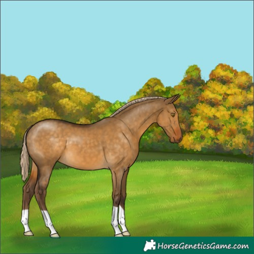 Horse Color:Chocolate Palomino Dun 
