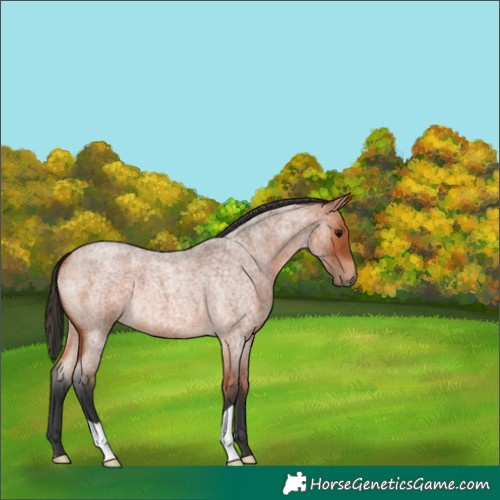 Horse Color:Bay Roan 
