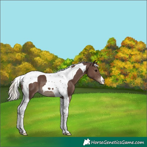 Horse Color:Silver Black Tobiano 