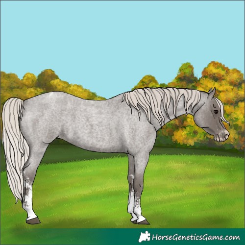 Horse Color:Silver Blue Roan Sabino Appaloosa 