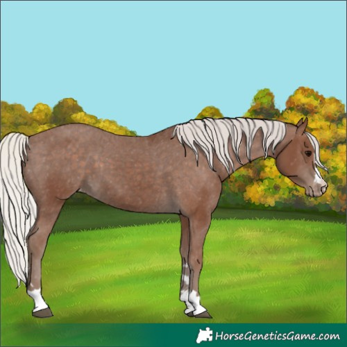 Horse Color:Silver Black Appaloosa 