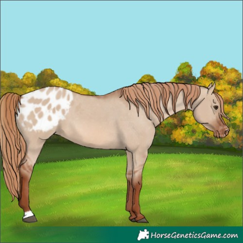 Horse Color:Red Dun Appaloosa 