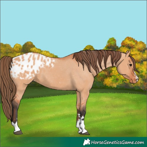 Horse Color:Bay Dun Appaloosa 