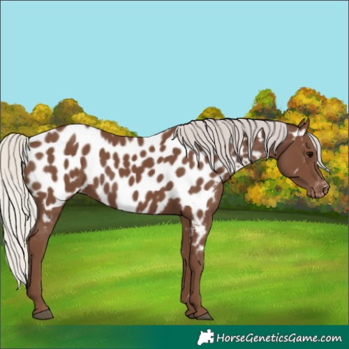 Horse Color:Silver Black Appaloosa 