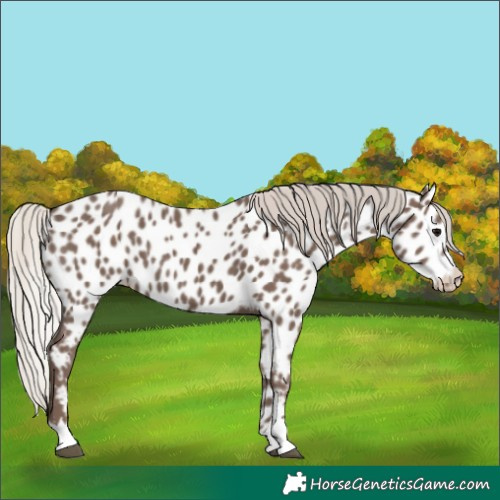 Horse Color:Silver Black Appaloosa 