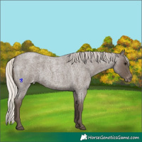 Horse Color:Silver Blue Roan Appaloosa