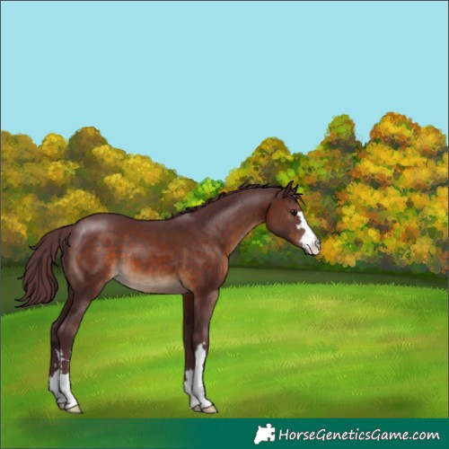 Horse Color:Chocolate Brown 