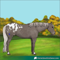 Horse Color:Silver Black Blanket 