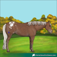 Horse Color:Silver Black Appaloosa 