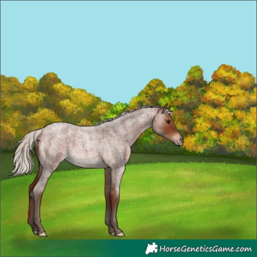 Horse Color:Silver Bay Roan 