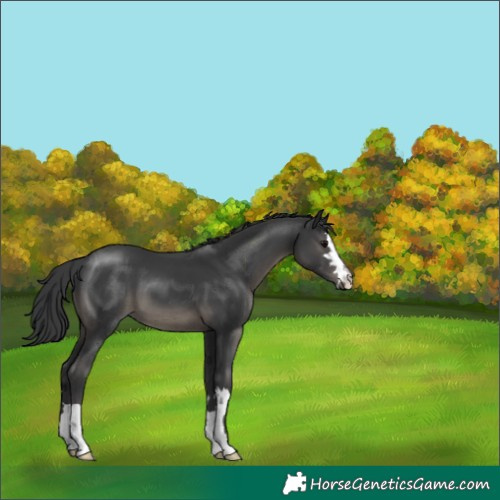 Horse Color:Black 