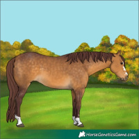Horse Color:Chocolate Buckskin 
