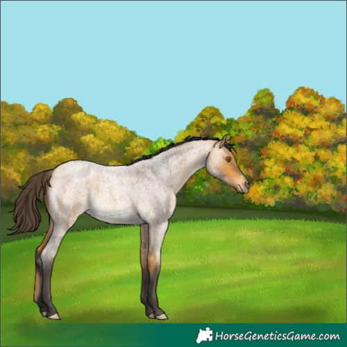Horse Color:Buckskin Roan 
