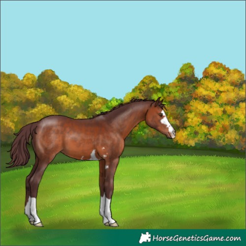Horse Color:Chocolate Brown 
