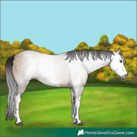 Horse Color:Gray White Spotted Bay Dun Rabicano 