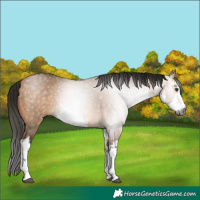 Horse Color:Gray White Spotted Bay Dun Rabicano 