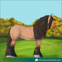Horse Color:Bay Dun