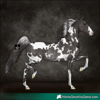 Horse Color:White Spotted Smoky Black Varnish Rabicano 