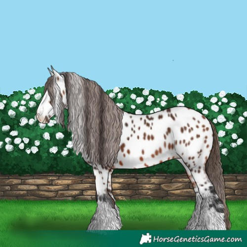 Horse Color:Bay Appaloosa 