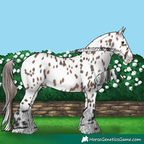 Horse Color:Bay Dun Leopard 