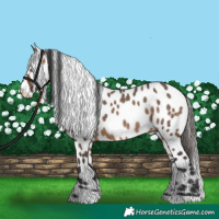 Horse Color:Bay Dun Appaloosa 