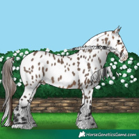 Horse Color:Bay Dun Appaloosa 