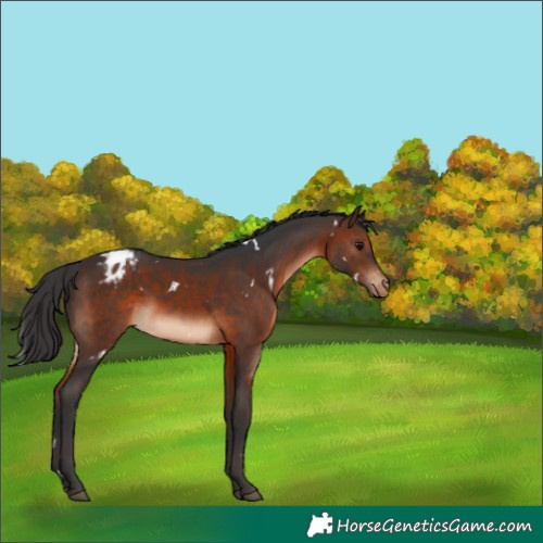 Horse Color:White Spotted Brown Appaloosa 
