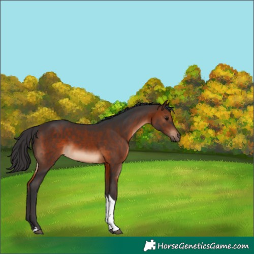 Horse Color:Brown Tobiano