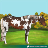 Horse Color:White Spotted Liver Chestnut 
