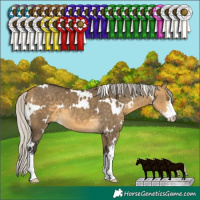 Horse Color:White Spotted Silver Buckskin Dun Sabino