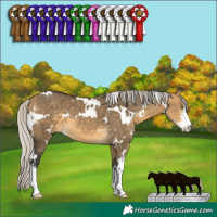 Horse Color:White Spotted Silver Buckskin Dun Sabino 