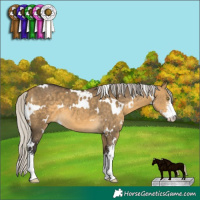 Horse Color:White Spotted Silver Buckskin Dun Sabino