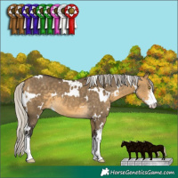 Horse Color:White Spotted Silver Buckskin Dun Sabino