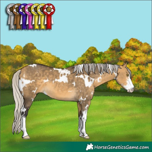 Horse Color:White Spotted Silver Buckskin Dun Sabino 