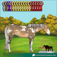 Horse Color:White Spotted Silver Buckskin Dun Sabino