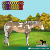 Horse Color:White Spotted Silver Buckskin Dun Sabino