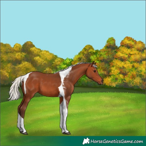 Horse Color:Silver Bay Tobiano 