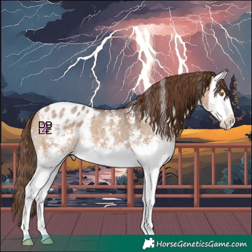 Horse Color:Bay Dun Sabino Splash Appaloosa 