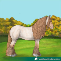 Horse Color:Gold Champagne Roan 