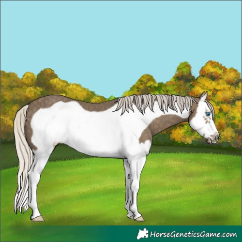 Horse Color:Silver Smoky Black Splash Frame 