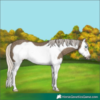 Horse Color:Silver Smoky Black Splash Frame