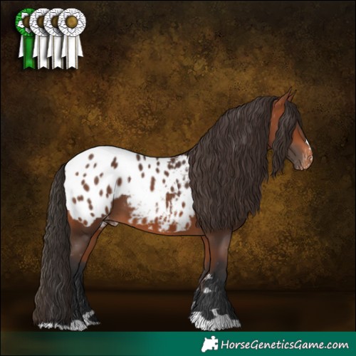 Horse Color:Bay Appaloosa 
