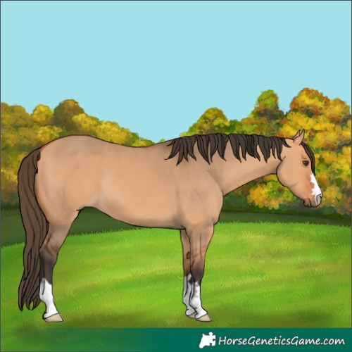 Horse Color:Bay Dun