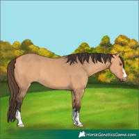 Horse Color:Bay Dun 