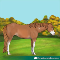 Horse Color:Chestnut Sabino