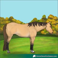 Horse Color:Buckskin Dun