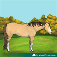 Horse Color:Buckskin Dun Sabino 