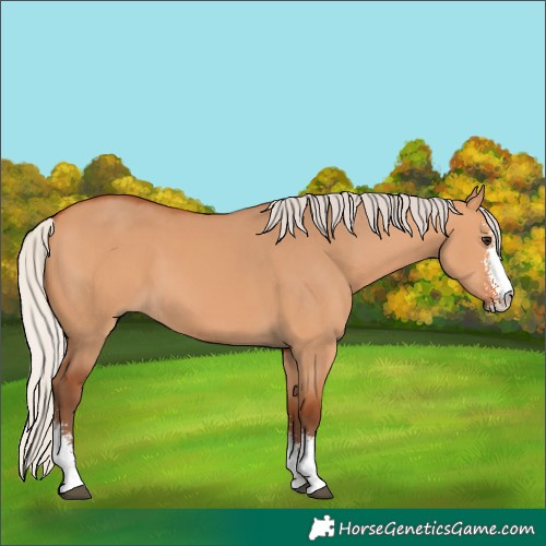 Horse Color:Silver Bay Dun Sabino 