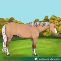Horse Color:Silver Bay Dun Sabino